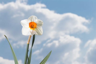 Close-up of white flowering plant against cloudy sky