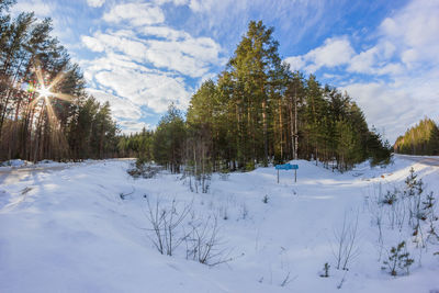 Trees on snow covered landscape