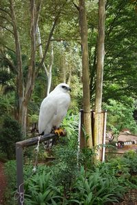 Bird perching on tree trunk