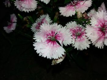 Close-up of pink flowers blooming outdoors