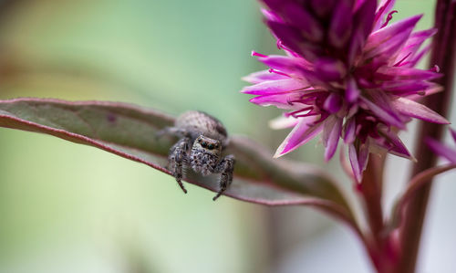 Close-up of insect on pink flower