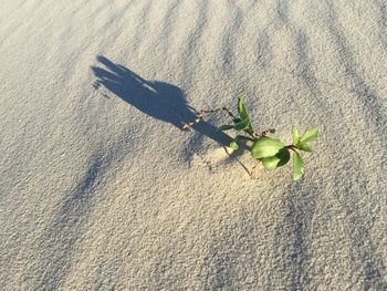 High angle view of plant on beach