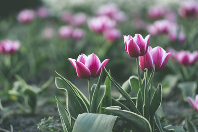 Close-up of pink crocus flowers