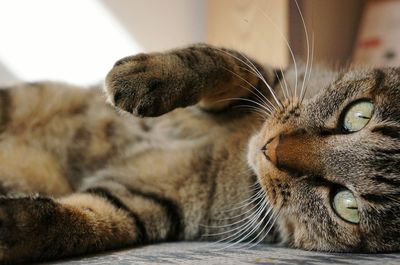 Close-up of tabby cat