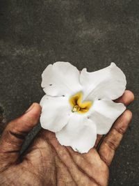 Close-up of hand holding white flower