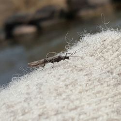 Close-up of ant on plant