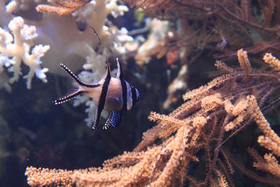 Close-up of fish underwater