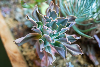 Close-up of flowering plant