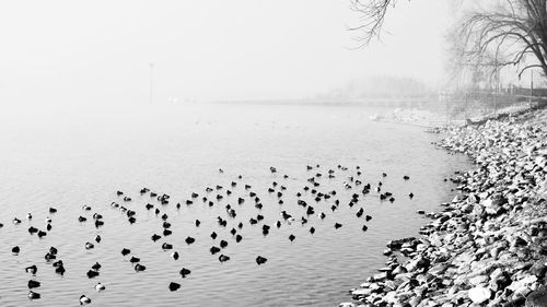 Flock of birds in sea against sky