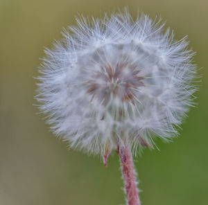 Close-up of dandelion flower