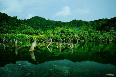 Scenic view of lake in forest against sky