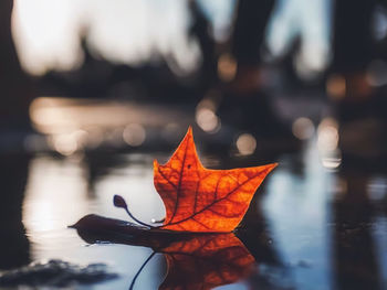 Close-up of orange leaf on water