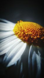 Close-up of yellow flower