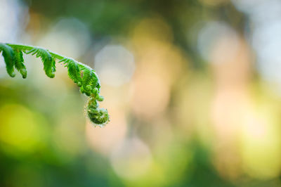 Close-up of fresh green plant