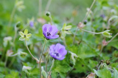 Close-up of purple flowering plant