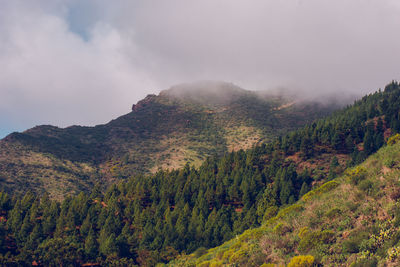 Scenic view of forest against sky