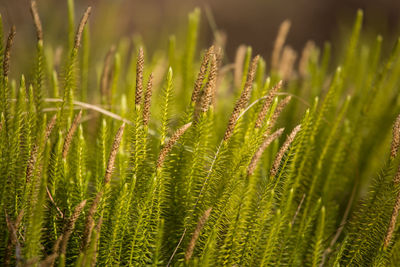 Close-up of fresh green plant