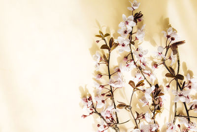 Close-up of flowers