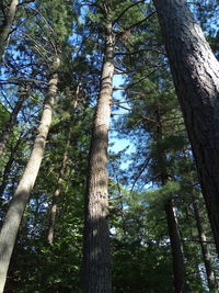Low angle view of bamboo trees in forest