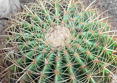 Close-up of cactus plant