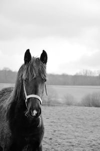 Close-up of horse