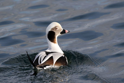 Close-up of swan swimming in lake