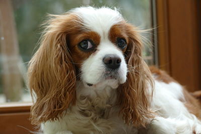 Portrait of a sceptical looking cavalier king charles dog indoors