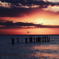 Silhouette birds on wooden post by sea against sky during sunset