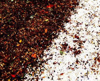 Autumn leaves on tree trunk