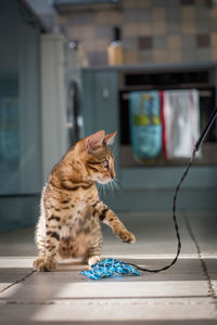 Cat on floor