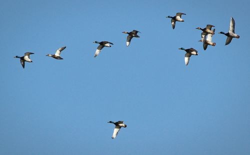 Low angle view of birds flying against clear blue sky