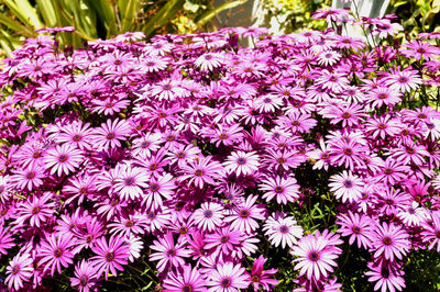 Close-up of pink flowers blooming outdoors