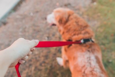 Close-up of hand holding dog