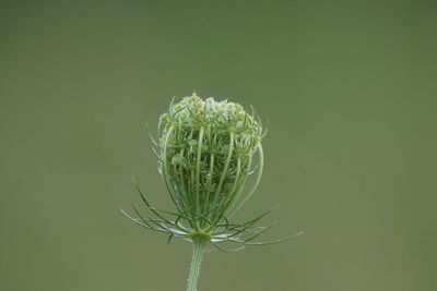 Close-up of white flower plant against green background