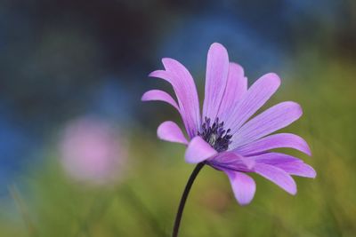 Close-up of purple flower