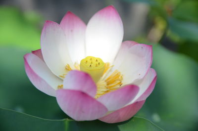 Close-up of pink flowers