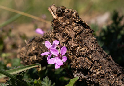 Close-up of pink flower on tree trunk