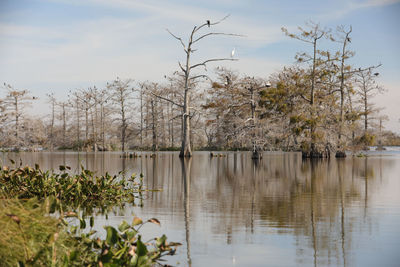 Scenic view of lake by trees against sky