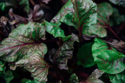 Background of green beet leaves with red stems. spotted leaves close-up. natural texture. 