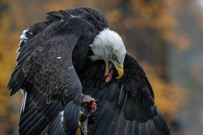 Close-up of eagle perching on branch