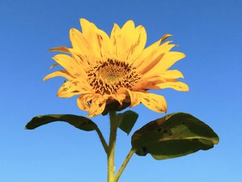 Low angle view of sunflower against clear blue sky