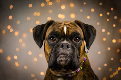 Portrait of dog against illuminated lights