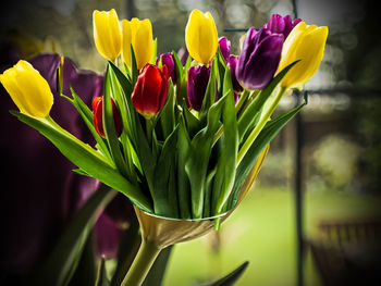 Tulips by the window