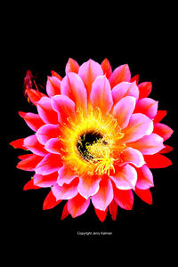 Close-up of red flower over black background