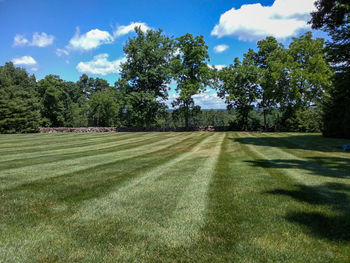 Trees on field against sky