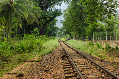 Isolated railway track with green forest