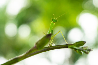 Close-up of insect on leaf