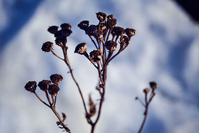 Close-up of dried flowers