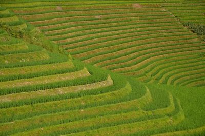 Full frame shot of terrace field