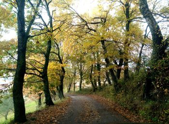 Road amidst trees in forest against sky